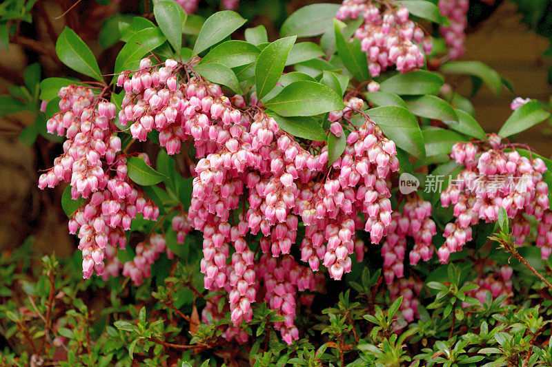 Pieris japonica /日本仙女座花